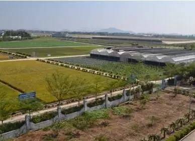 棉花缺硼了怎么辦？棉花缺硼的癥狀及施肥技術(shù)！